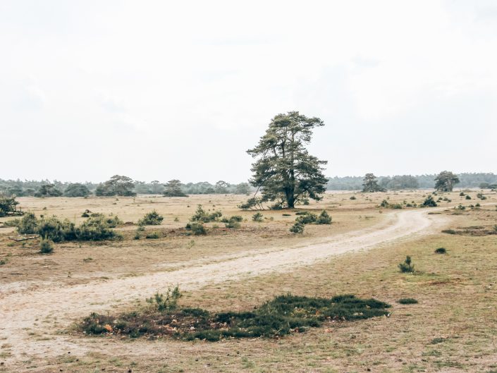 Hoge Veluwe